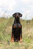 DOBERMANN 706